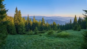 Bosque de coníferas al atardecer en una zona montañosa
