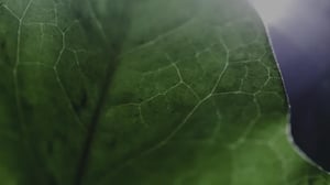Pinja Sustainability Report 2025