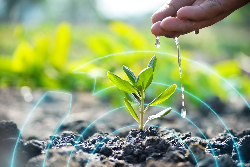 A small plant that is being watered with a hand