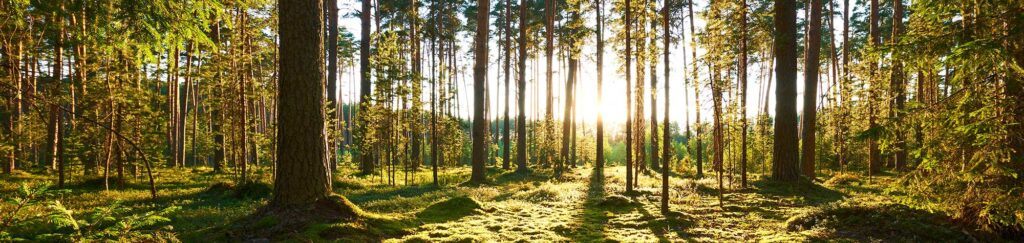 Kuusimetsää, jonka taustalla paistaa aurinko